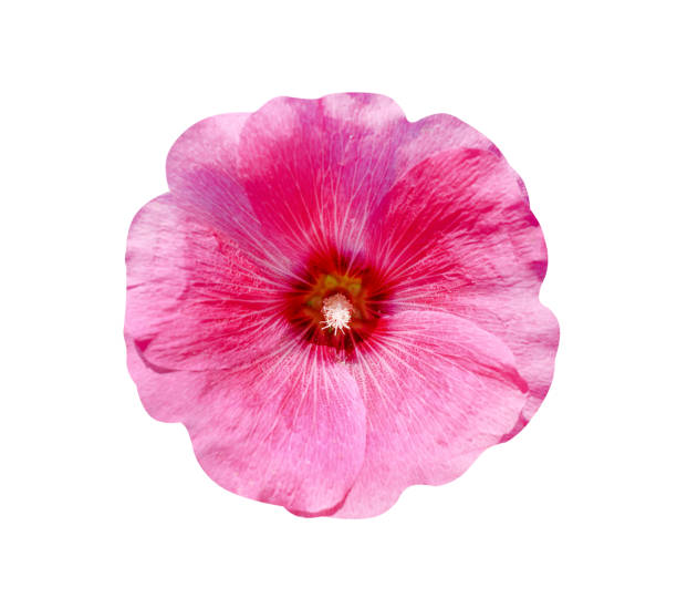 istock Top view colorful pink hollyhock flowers  (Alcea rosea) nature patterns blooming isolated on white background with clipping path 1133013002