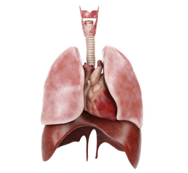 sistema respiratorio umano completo - pipe organ foto e immagini stock