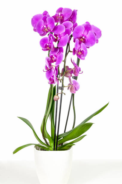 istock Violet orchid in flowerpot 1133015198