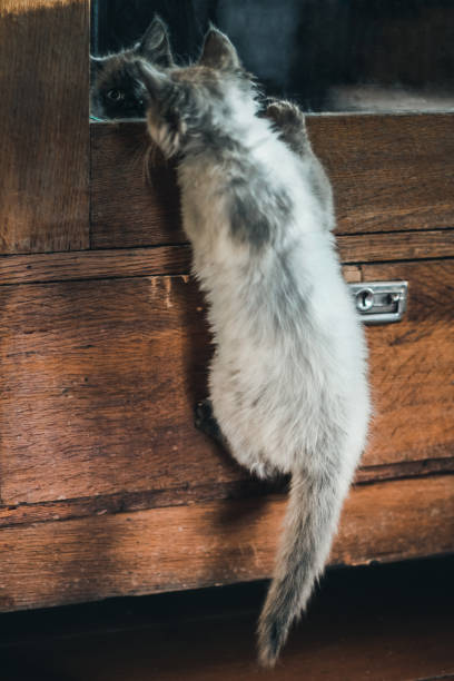 istock The siamese kitten is playing with its reflection in the mirror 1133015707