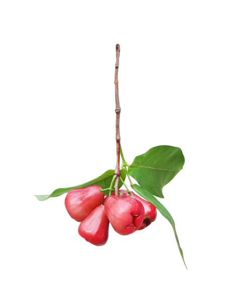 istock Bunch of rose apple or syzygium malaccense with leaf nature patterns isolated n white background with clipping path , tropical fruit 1133015720
