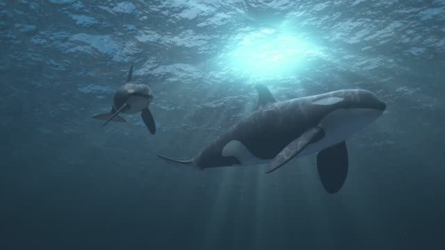 Mother and calf orca killer whale swimming towards and passed the camera