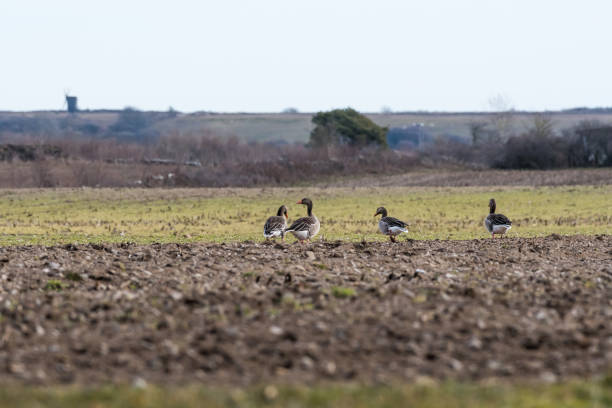 istock Group with Greylag Geese in a field 1133018345