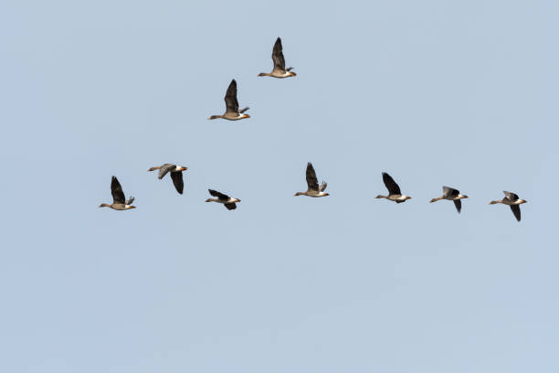 Migrating Bean Geese in V-formation Migrating Bean Geese, Anser fabalis, in v-formation at the swedish island Oland anser fabalis stock pictures, royalty-free photos & images