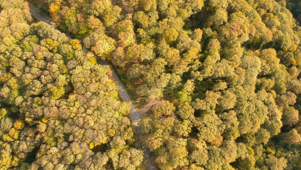 istock Aerial view at the road in autumn forest 1133018415