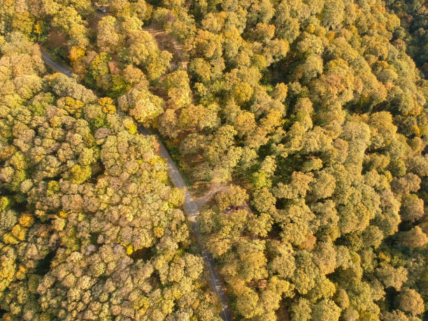 istock Aerial view at the road in autumn forest 1133018421