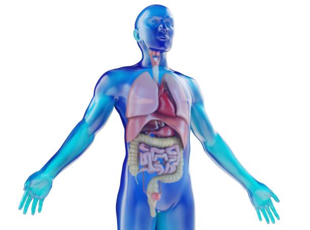 目に見える内臓を持つ人間のダミー - 人体図 ストックフォトと画像
