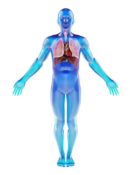 目に見える呼吸器系の人間のダミー - diaphragm ストックフォトと画像