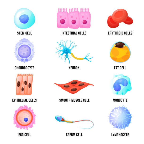 Human macro cells set, bright medicine poster Human macro cells set, bright medicine poster. Basic building blocks of human body. Vector flat style cartoon illustration isolated on white background stem cell stock illustrations