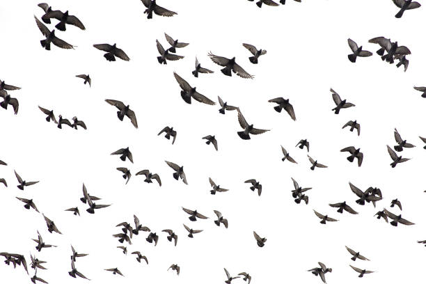 istock Pigeons in the sky 1133022996
