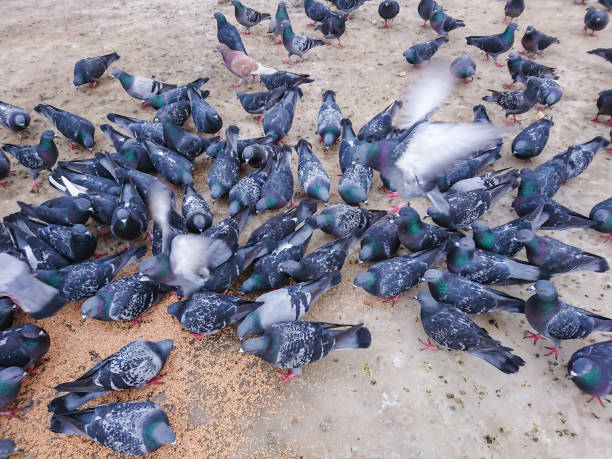 istock Pigeons in the city Park eating grain 1133023095