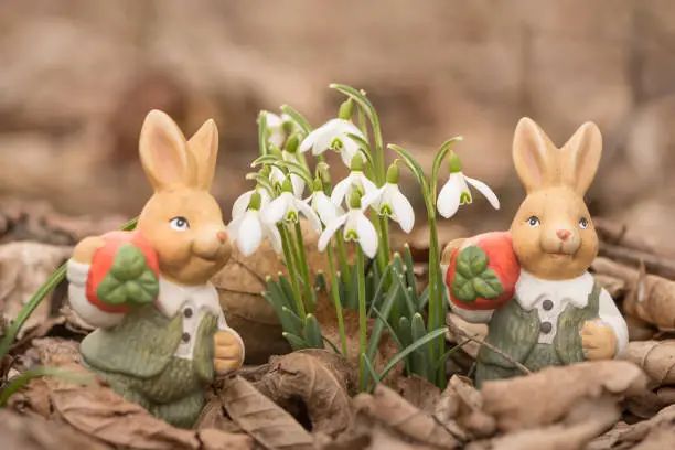 Small Easter bunnies in spring leaves next to snowdrops