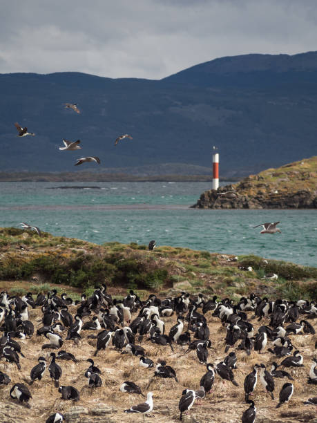 kormoran cesarski na jednej z wysp kanału beagle przed ushuaia, dzikie życie na wybrzeżu argentyny - latin america argentina south america city zdjęcia i obrazy z banku zdjęć