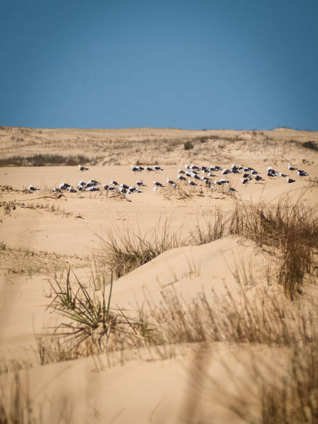 istock Sand dunes in Cabo Polonio Uruguay, with seagulls resting 1133024478