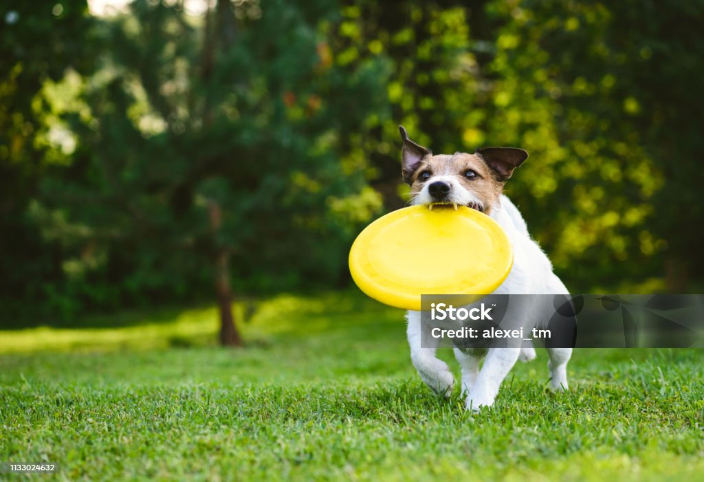Adult dog playing catch and fetch with plastic disk outdoor Jack Russell Terrier carrying yellow disk in mouth Dog Stock Photo