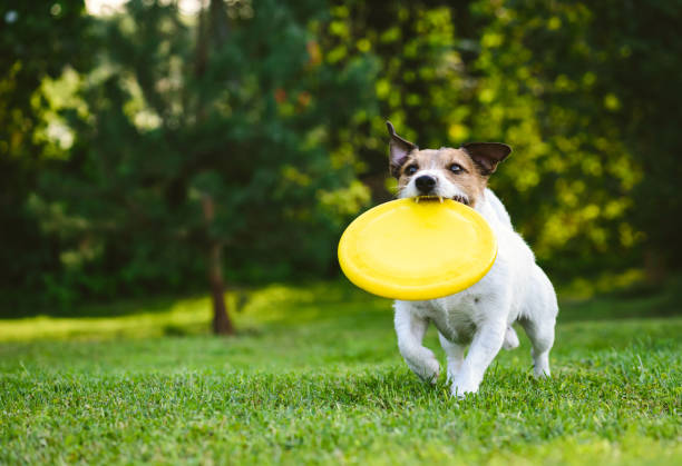Adult dog playing catch and fetch with plastic disk outdoor Jack Russell Terrier carrying yellow disk in mouth plastic disc stock pictures, royalty-free photos & images