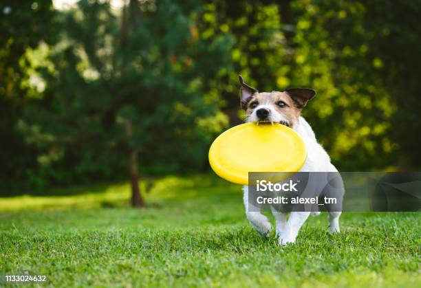 Adult Dog Playing Catch And Fetch With Plastic Disk Outdoor Stock Photo - Download Image Now