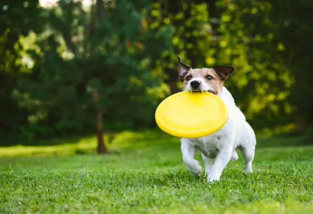 Jack Russell Terrier carrying yellow disk in mouth