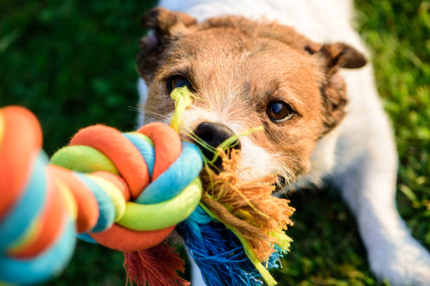 Dog pulls chewing colourful toy cotton rope Jack Russell Terrier tugs a toy (POV) dragging photos stock pictures, royalty-free photos & images