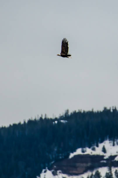 istock Bald Eagle circling after picking up nesting fur in Yellowstone USA 1133026059