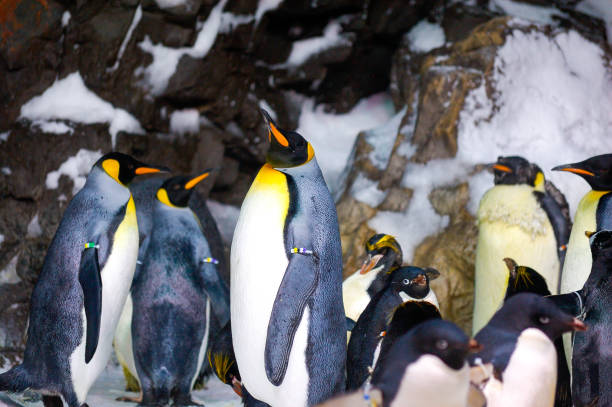 istock Penguins at the zoo 1133026339