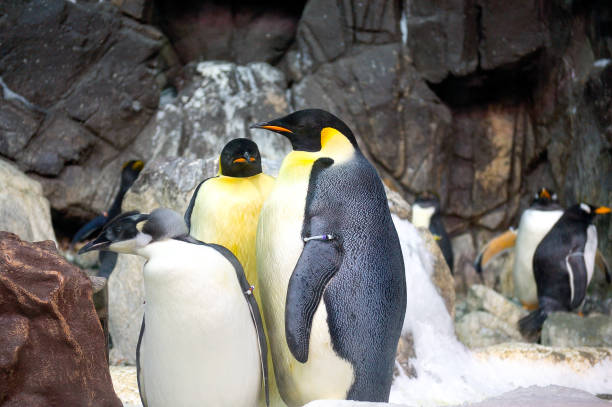 istock Penguins at the zoo 1133026341
