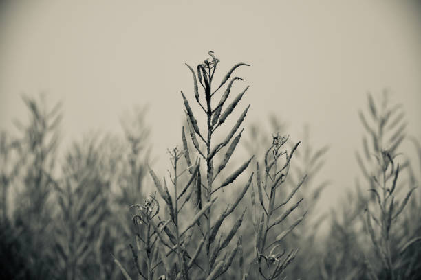 Mustard crops field isolated black and white photo