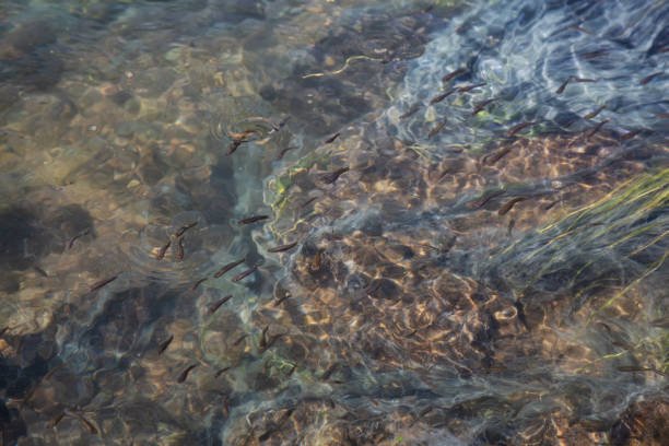 View of colorful grass in a river of natural Hot Springs at Hot Creek Geological Site. Located near Mammoth Lakes, California, United States.