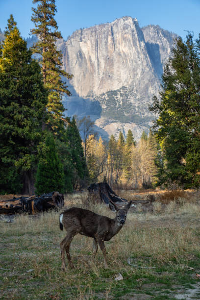 istock Yosemite National Park 1133027416