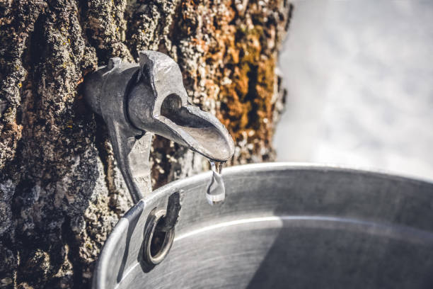 saft aus einem baum sammeln, um ahornsirup zu produzieren - maple syrup tree sap stock-fotos und bilder