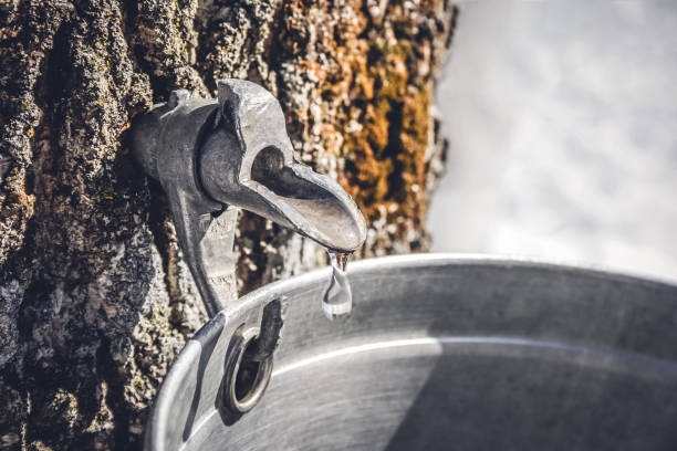collecting sap from a tree to produce maple syrup - maple tree imagens e fotografias de stock