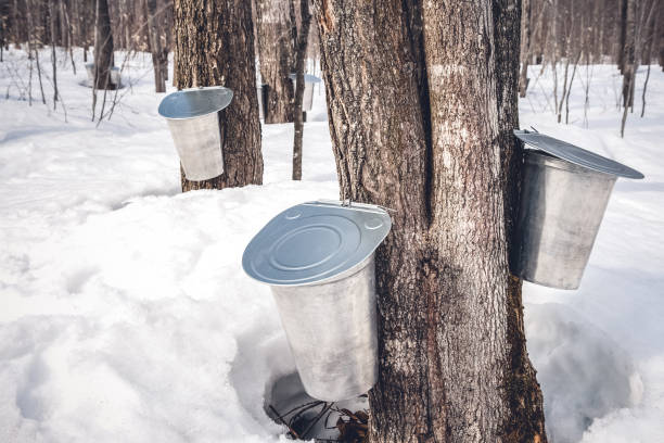 istock Maple syrup production season in Quebec 1133027802