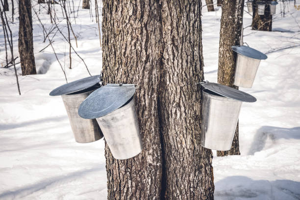 Maple trees with buckets collecting sap in spring stock photo