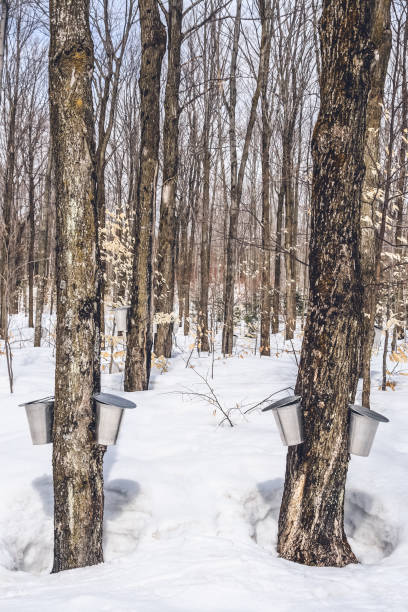 istock Maple syrup season in rural Quebec 1133027864
