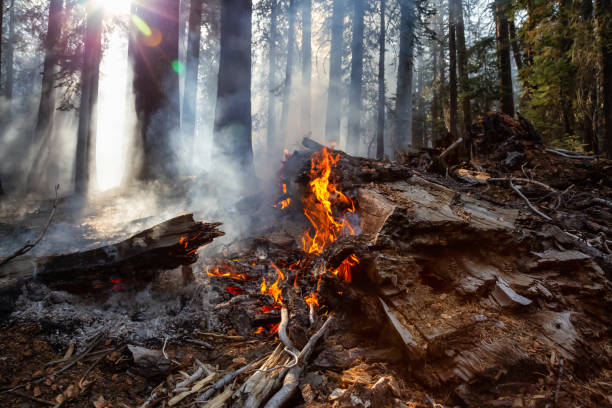 istock Yosemite National Park 1133027890