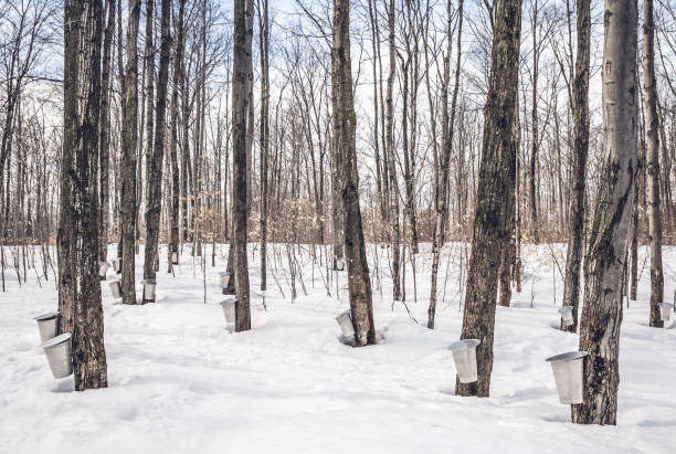 istock Maple syrup season in rural Canada 1133027905