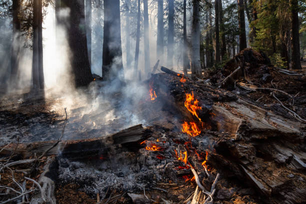 istock Yosemite National Park 1133027918