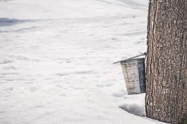 Collecting sap into a pail attached to a big maple tree, surrounded by melting snow. Maple syrup production.