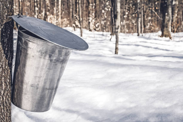 istock Collecting sap for traditional maple syrup production 1133028094