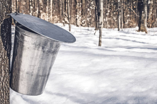 collecting sap for traditional maple syrup production - maple tree imagens e fotografias de stock