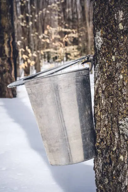 Maple syrup season. Droplets of maple sap falling into a metal bucket.