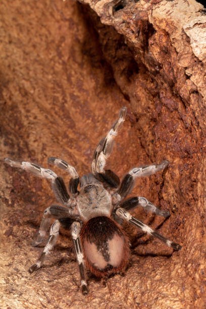 istock Brazilian White Knee Tarantula 1133028120