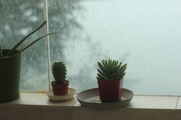 istock Houseplants on a balcony ledge in the rain 1133028653