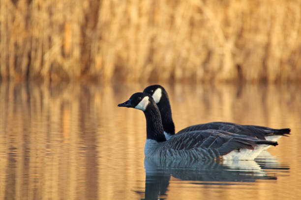 Sunrise with Canada geese 08. 27 february 2019, Basse Yutz, Yutz, Thionville Portes de France, Moselle, France. In the early morning, when the first rays of sun come to caress the surface of the water, a group of Canada Geese floats on the surface of the water. Between the heat of the sunlight, a remnant of fog on the surface of the pond, and the shaded parts still covered with frost, the atmosphere is beautiful. reflet stock pictures, royalty-free photos & images