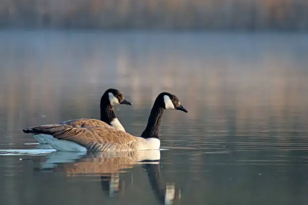 27 february 2019, Basse Yutz, Yutz, Thionville Portes de France, Moselle, France. In the early morning, when the first rays of sun come to caress the surface of the water, a group of Canada Geese floats on the surface of the water. Between the heat of the sunlight, a remnant of fog on the surface of the pond, and the shaded parts still covered with frost, the atmosphere is beautiful.