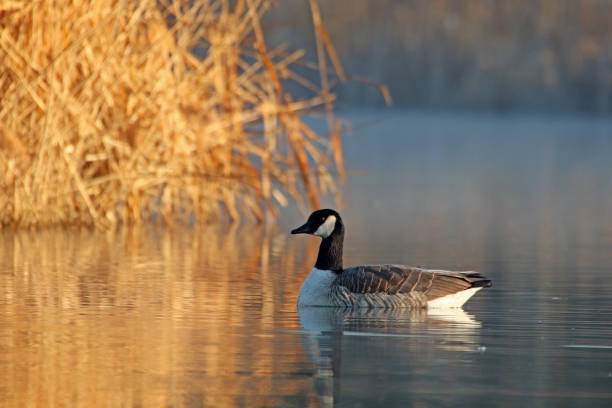 Sunrise with Canada geese 12. 27 february 2019, Basse Yutz, Yutz, Thionville Portes de France, Moselle, France. In the early morning, when the first rays of sun come to caress the surface of the water, a group of Canada Geese floats on the surface of the water. Between the heat of the sunlight, a remnant of fog on the surface of the pond, and the shaded parts still covered with frost, the atmosphere is beautiful. reflet stock pictures, royalty-free photos & images