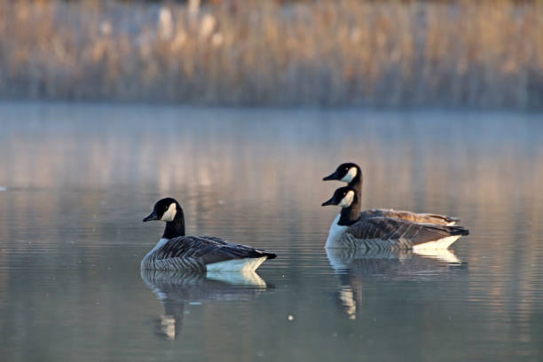 Sunrise with Canada geese 14. 27 february 2019, Basse Yutz, Yutz, Thionville Portes de France, Moselle, France. In the early morning, when the first rays of sun come to caress the surface of the water, a group of Canada Geese floats on the surface of the water. Between the heat of the sunlight, a remnant of fog on the surface of the pond, and the shaded parts still covered with frost, the atmosphere is beautiful. reflet stock pictures, royalty-free photos & images