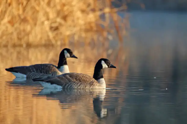 27 february 2019, Basse Yutz, Yutz, Thionville Portes de France, Moselle, France. In the early morning, when the first rays of sun come to caress the surface of the water, a group of Canada Geese floats on the surface of the water. Between the heat of the sunlight, a remnant of fog on the surface of the pond, and the shaded parts still covered with frost, the atmosphere is beautiful.