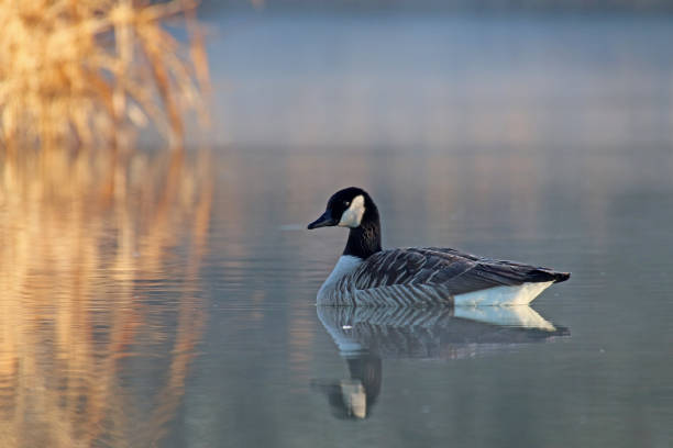 Sunrise with Canada geese 15. 27 february 2019, Basse Yutz, Yutz, Thionville Portes de France, Moselle, France. In the early morning, when the first rays of sun come to caress the surface of the water, a group of Canada Geese floats on the surface of the water. Between the heat of the sunlight, a remnant of fog on the surface of the pond, and the shaded parts still covered with frost, the atmosphere is beautiful. reflet stock pictures, royalty-free photos & images