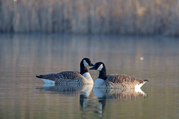 Sunrise with Canada geese 18. 27 february 2019, Basse Yutz, Yutz, Thionville Portes de France, Moselle, France. In the early morning, when the first rays of sun come to caress the surface of the water, a group of Canada Geese floats on the surface of the water. Between the heat of the sunlight, a remnant of fog on the surface of the pond, and the shaded parts still covered with frost, the atmosphere is beautiful. reflet stock pictures, royalty-free photos & images